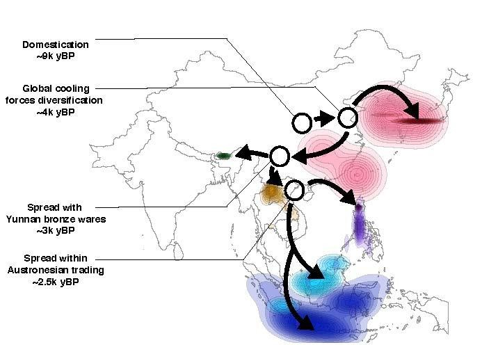 Map showing the spread of rice into Asia following a global cooling event some 4,200 years before present.  Credit: Rafal Gutaker, New York University